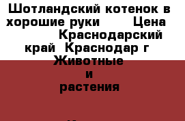 Шотландский котенок в хорошие руки!!!! › Цена ­ 4 000 - Краснодарский край, Краснодар г. Животные и растения » Кошки   . Краснодарский край,Краснодар г.